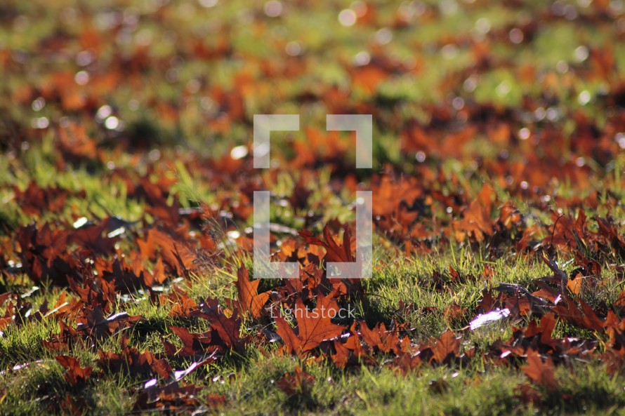 brown fall leaves on wet green grass