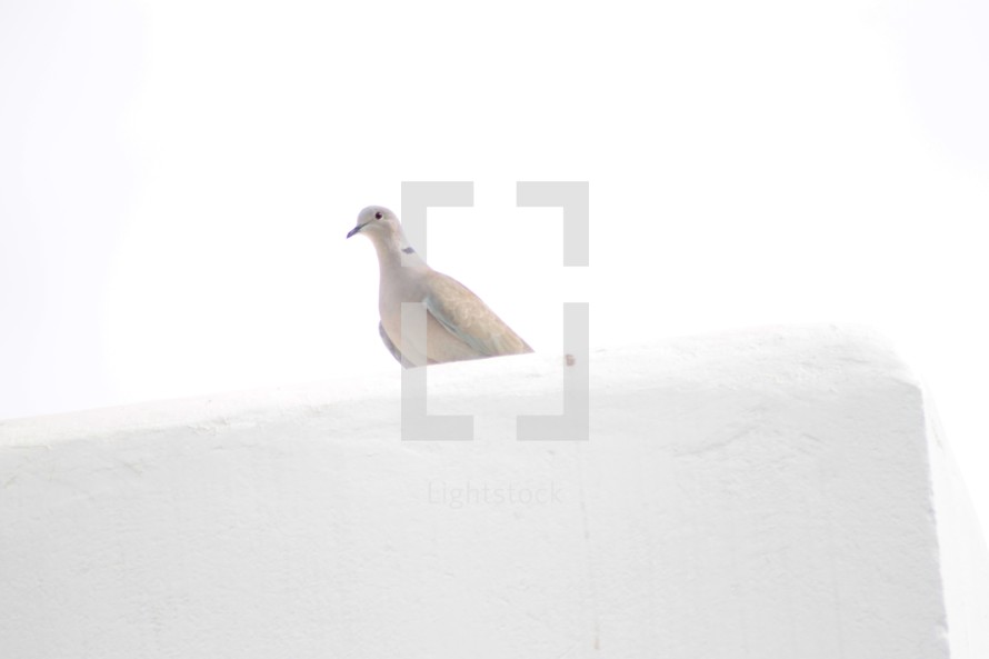 dove on a white roof 