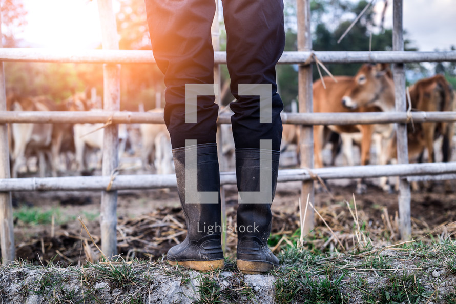 farmers standing with rubber boots in farm of cows.