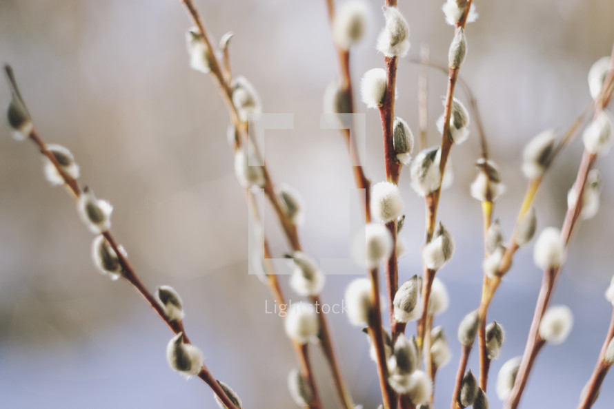 pussy willow branches 
