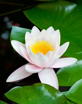 Nature background - beautiful blooming white lotus