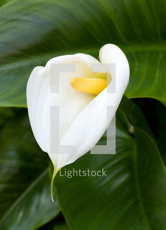 Close up of white Calla lilies with leaf
