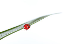 ladybug on a green blade of grass