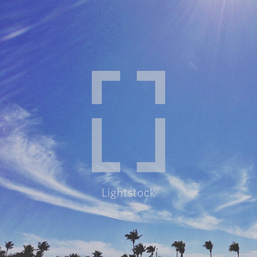 blue sky and palm trees