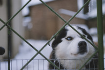 A husky dog standing behind an icy fence 