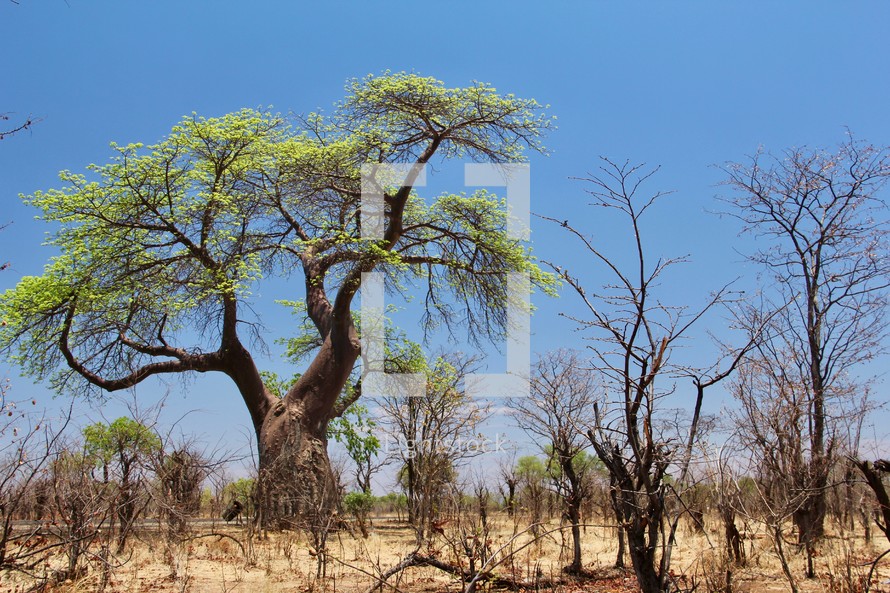 Large Baobab Tree in Arid African Savanna 