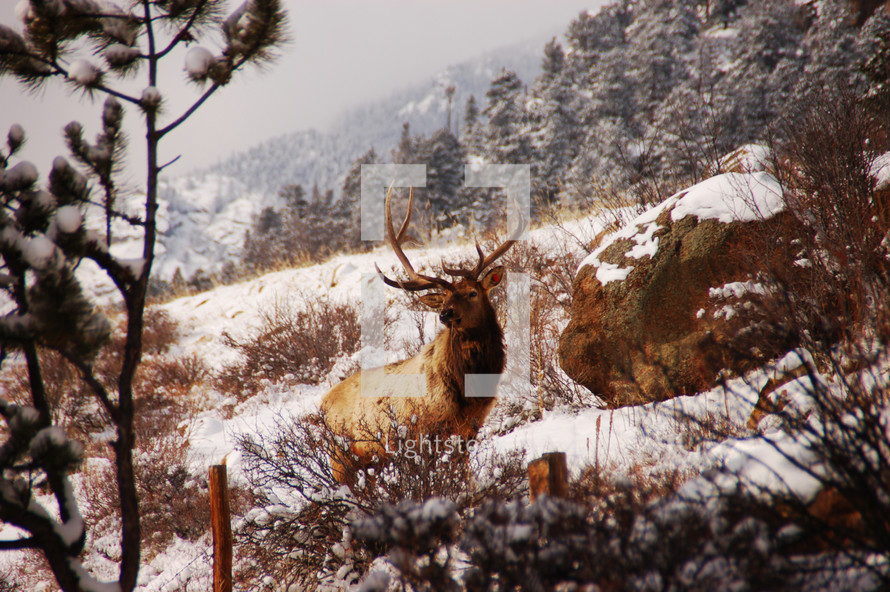 An elk in a snow covered landscape.