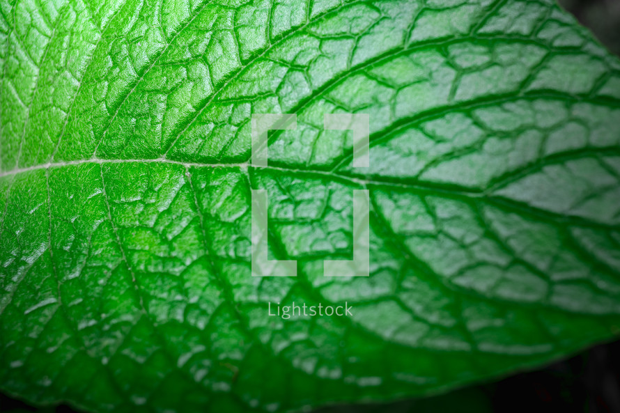 green leaf and viens 