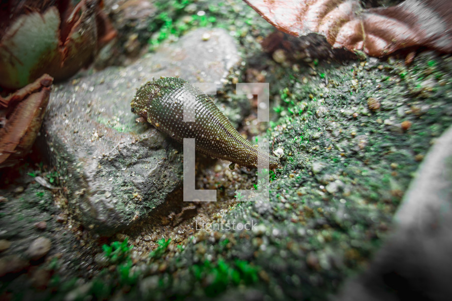 slug on a rock 