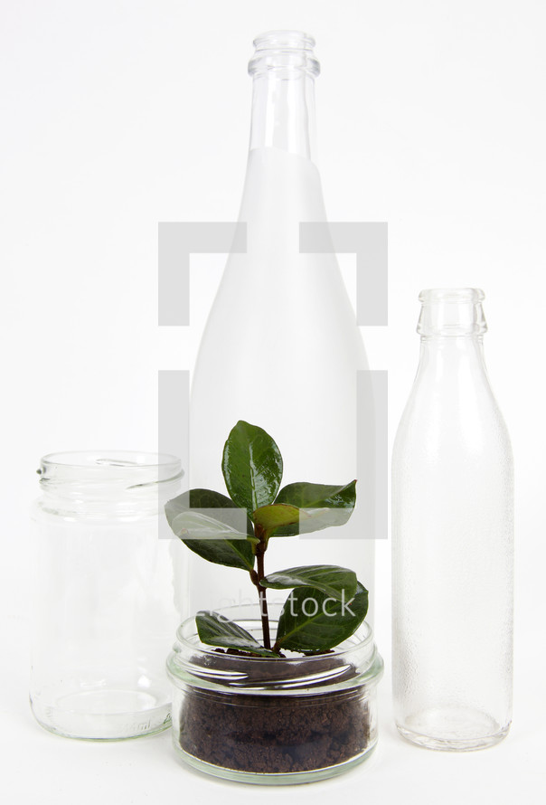 Cans and glass bottles with seedling.