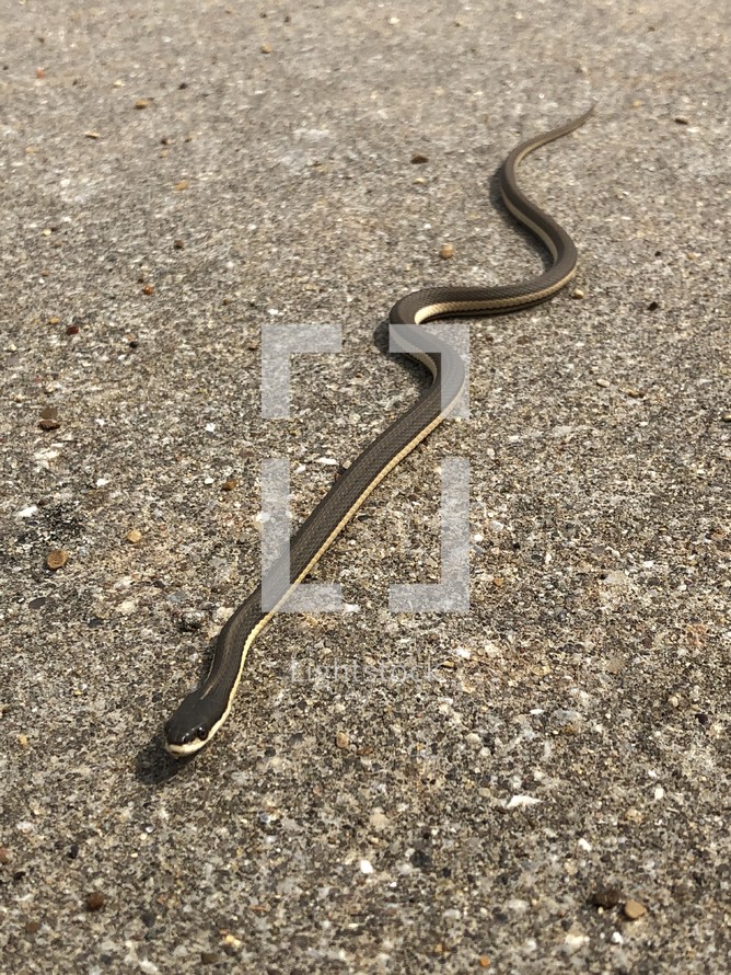 snake on concrete 
