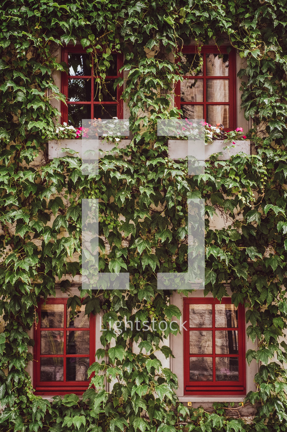 ivy and red windows 