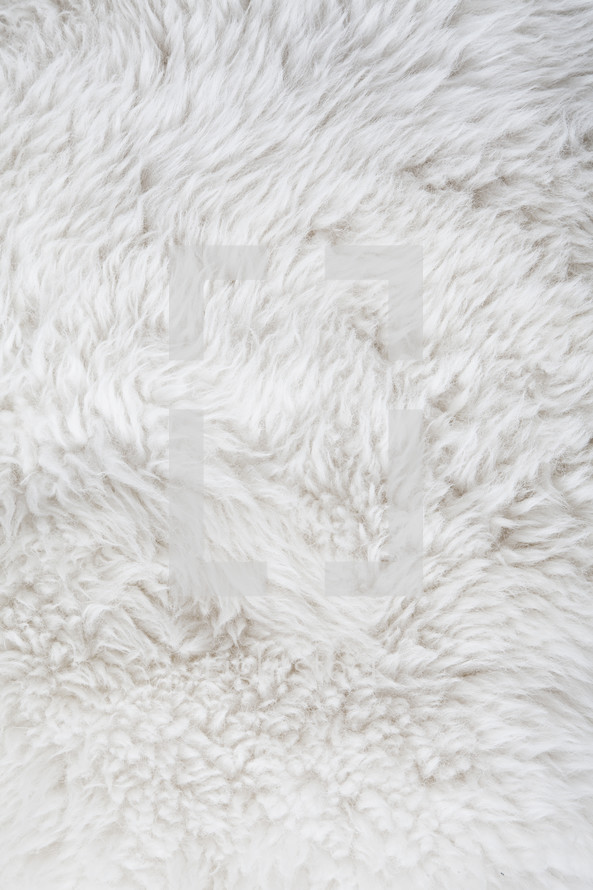 Clean and picked, white sheep fur background