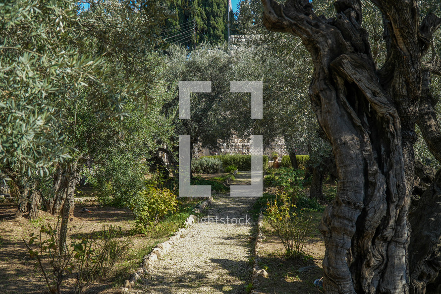 Garden of Gethsemane in Jerusalem