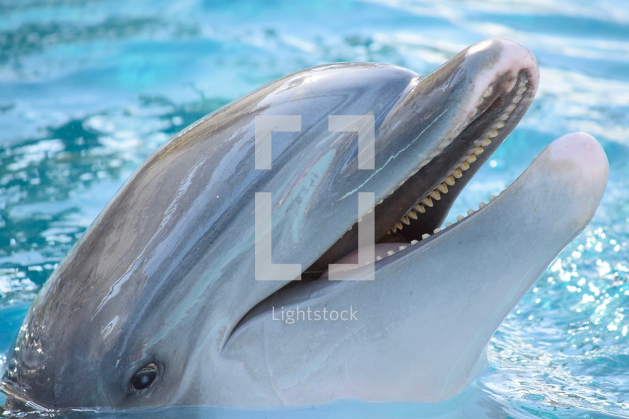 dolphin head closeup 