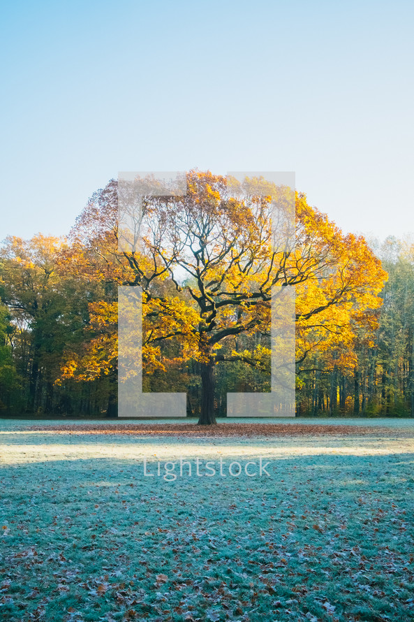 golden autumn tree 