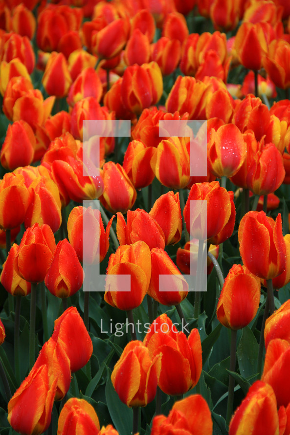 red Tulips