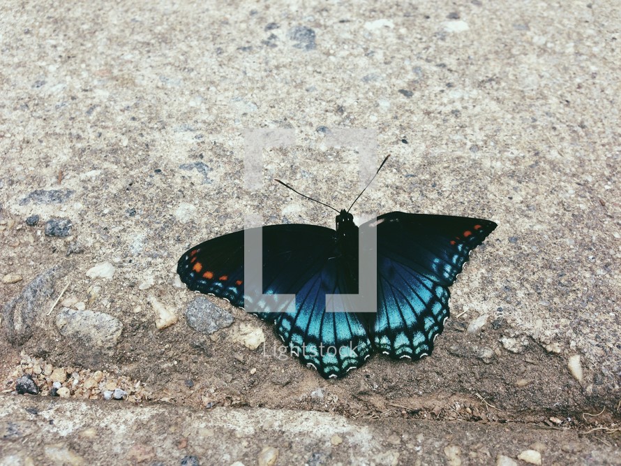 blue butterfly 