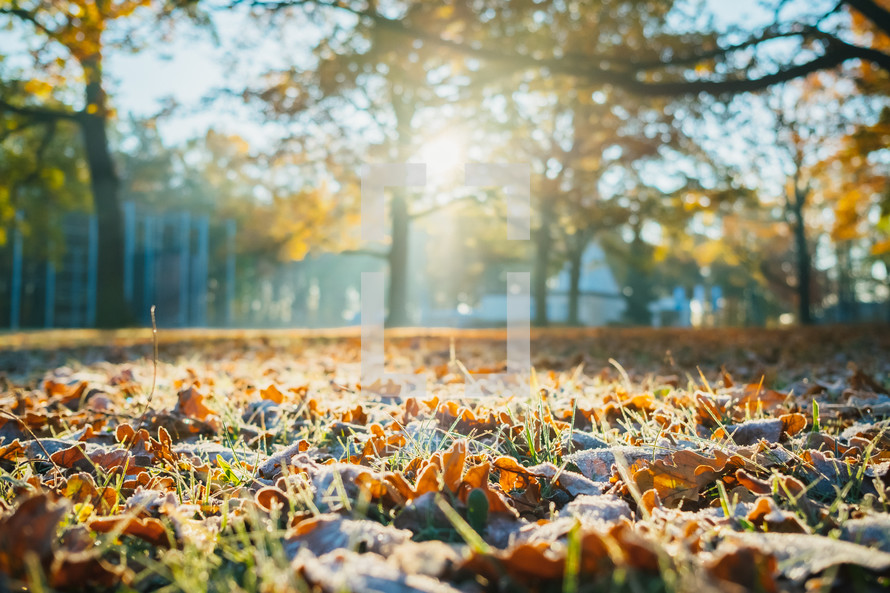 frost on fall leaves in a lawn 