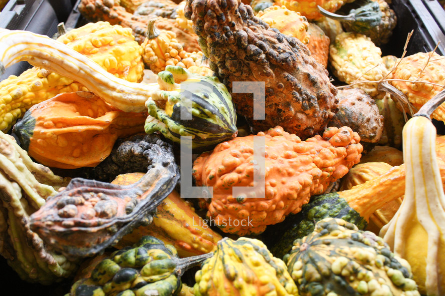 pile of bumpy gourds 