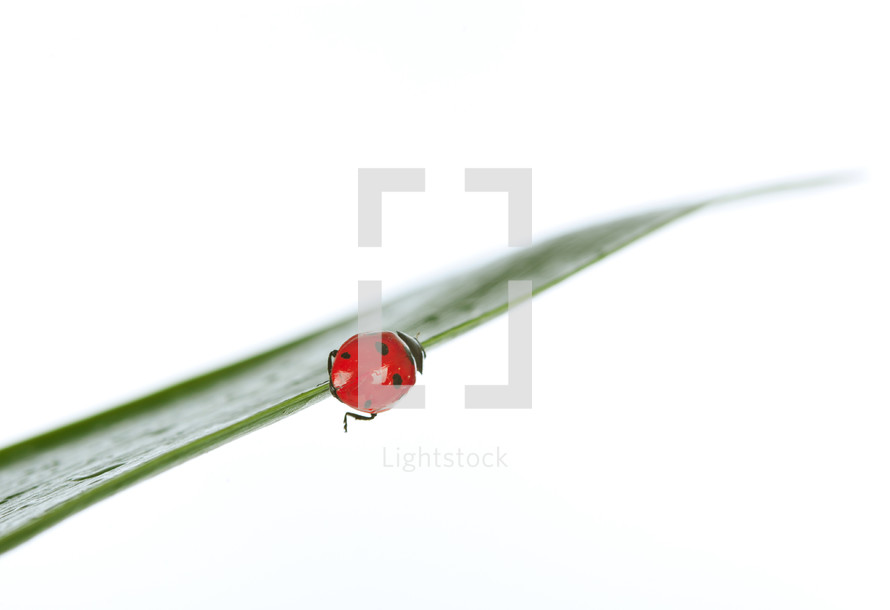 ladybug on a green blade of grass