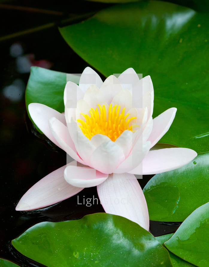 Nature background - beautiful blooming white lotus