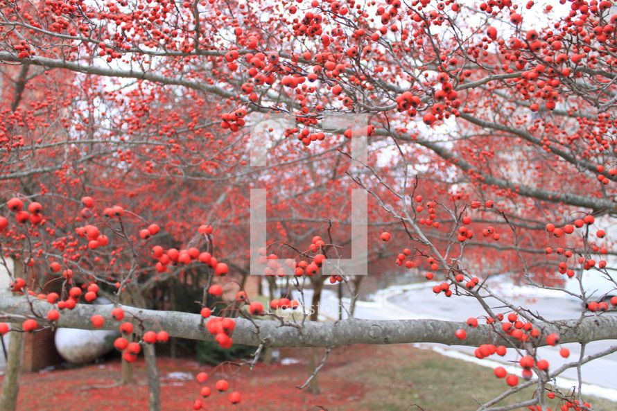 red berries on a tree branch 