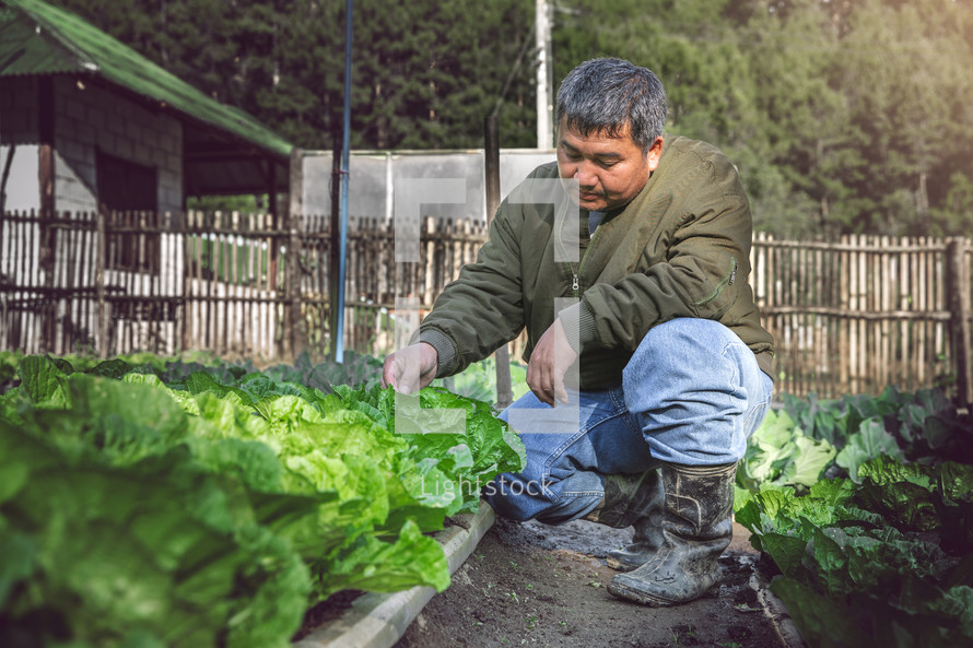 a farmer working in a vegetable garden 
