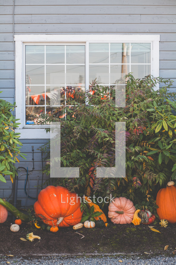 fall decorations of pumpkins and gourds in front of a house window 