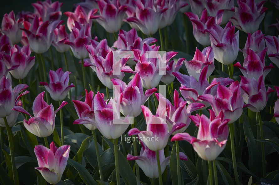 pink and white blooming tulips 