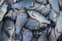 St Peters fish at fresh market, Galilee,