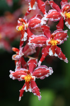 red and white orchid flowers 