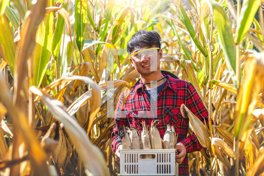 a farmer in a corn field harvesting corn 