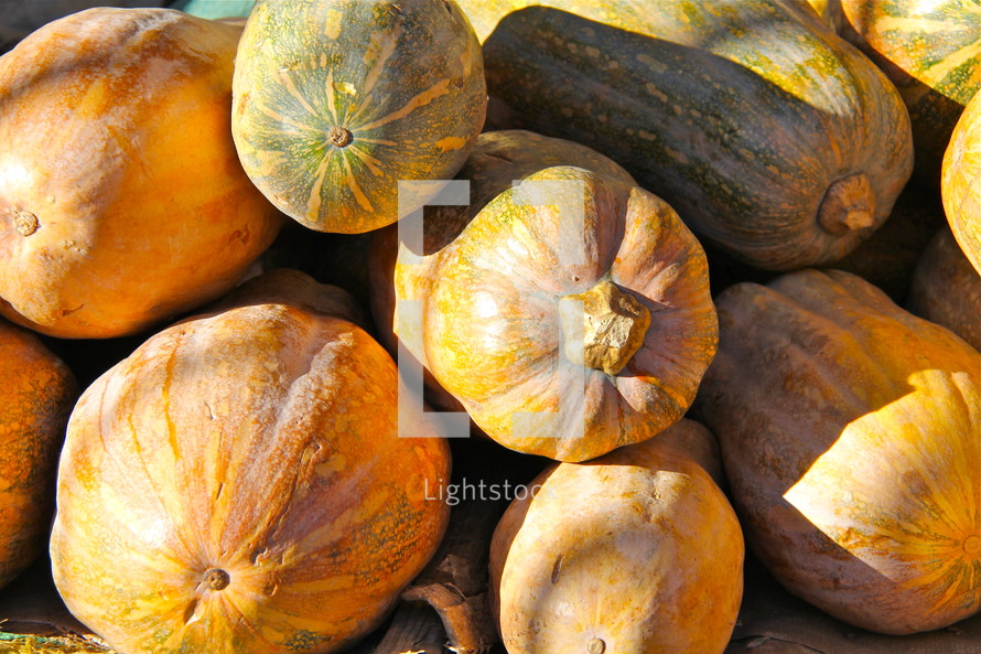 Fresh pumpkins at morning market 