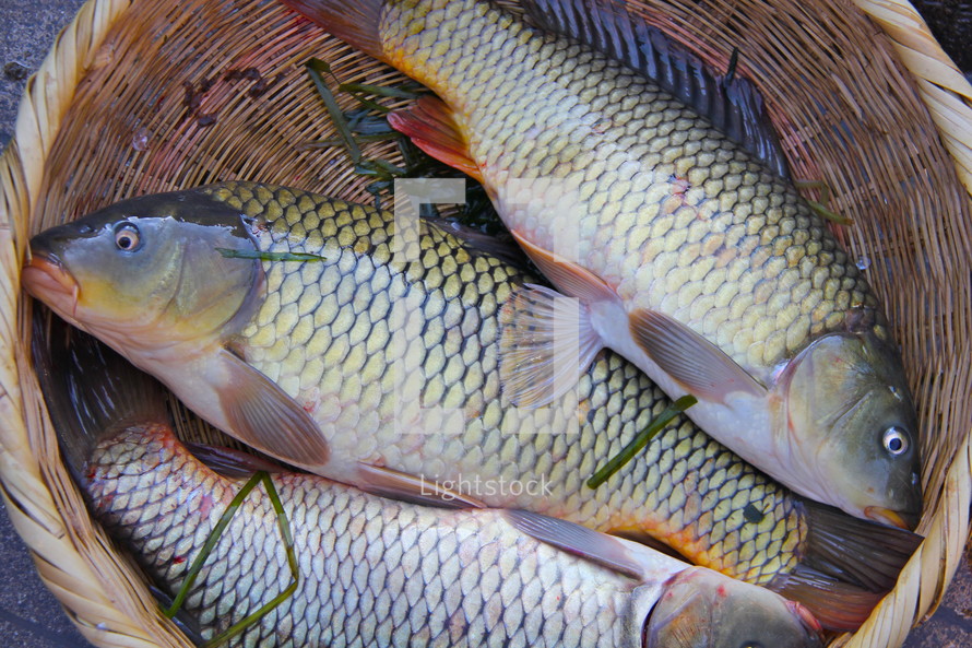 Freshly caught fish in a basket.
