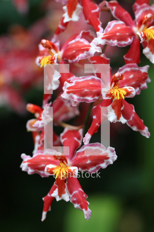 red and white orchid flowers 