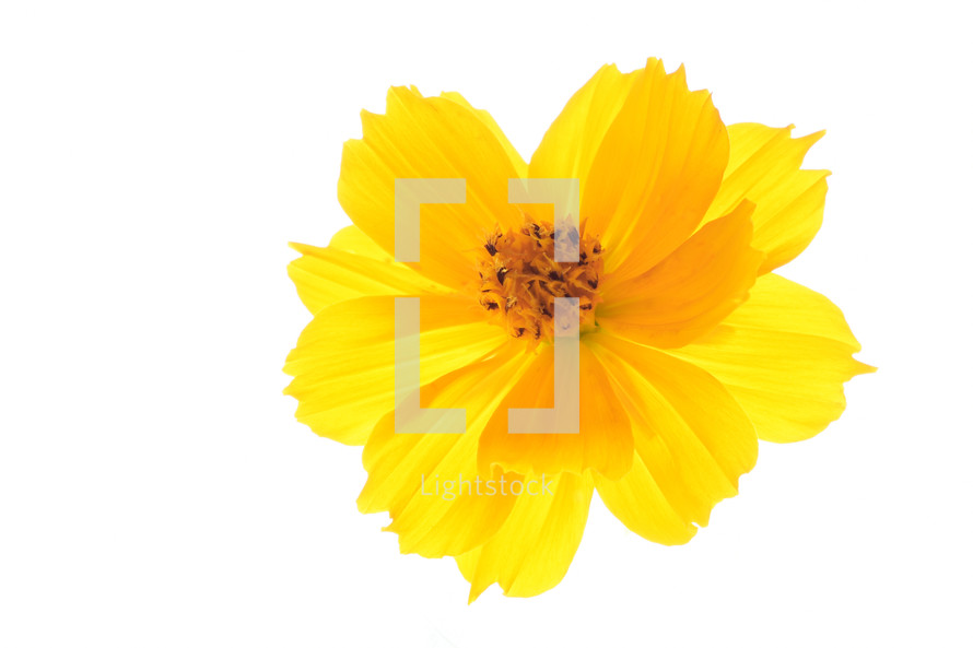 yellow flower on white background 