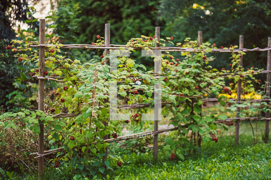 vines on a fence in a garden 