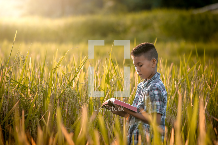 a boy standing in a rice field reading a Bible 