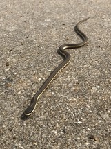 snake on concrete 