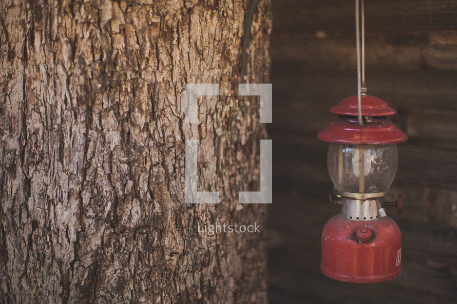 A red lantern hanging from a tree