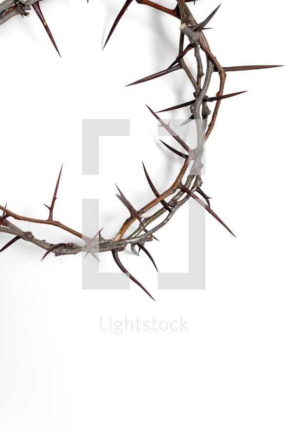 Crown of thorns on a white background 