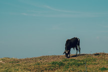 a cow grazing on a hill 