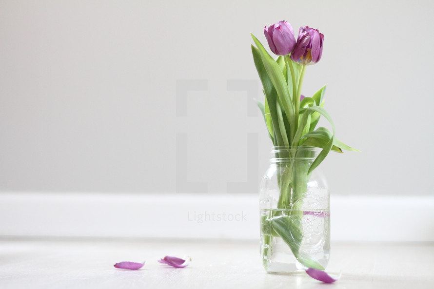 tulips in a jar 