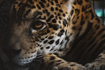 resting leopard 