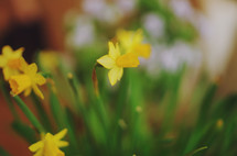 yellow daffodils 