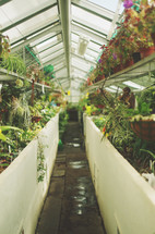 plants growing in a greenhouse 