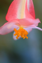 closeup of pink orchid petal 