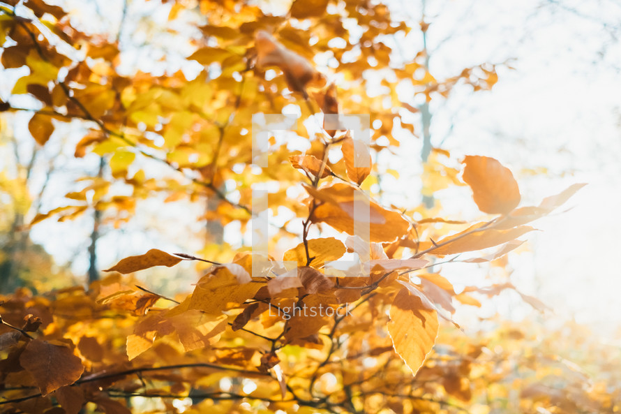 golden autumn leaves on branches 