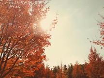 sunlight on fall trees 